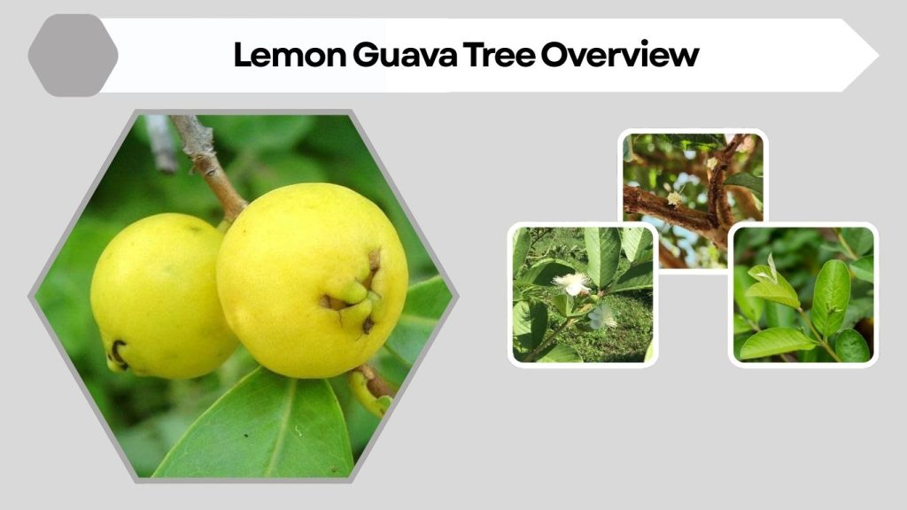 Lemon Guava Tree Overview