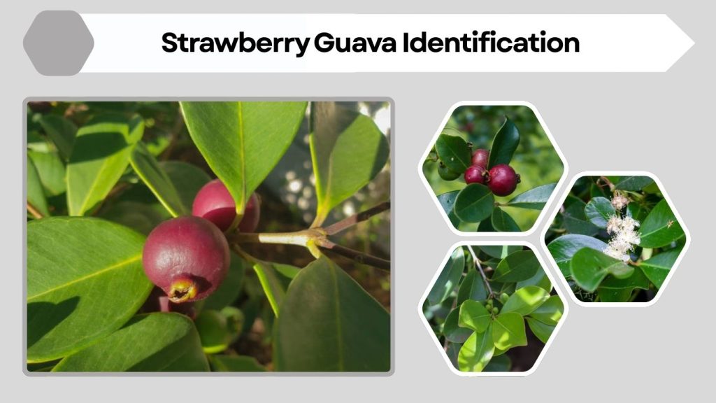 Strawberry Guava Identification