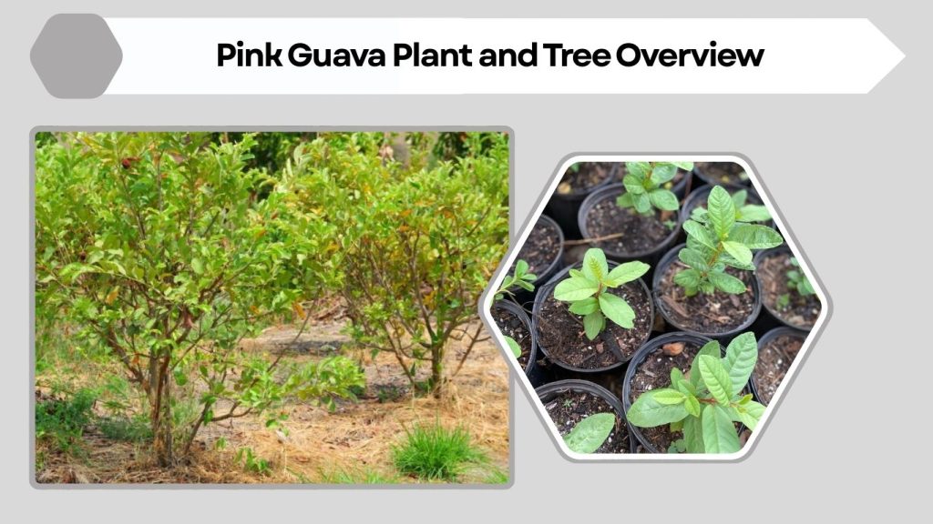 Pink Guava Plant and Tree Overview