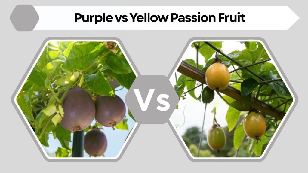 Purple vs Yellow Passion Fruit