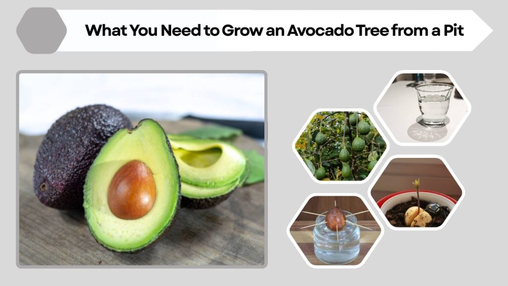 What You Need to Grow an Avocado Tree from a Pit