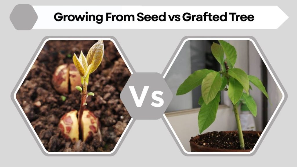 Growing From Seed vs Grafted Tree