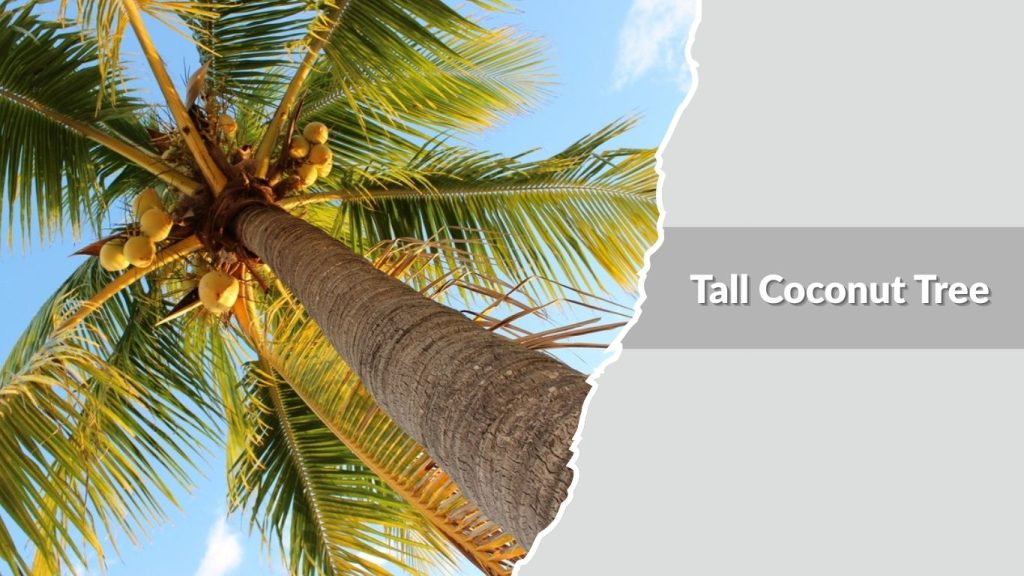 Tall Coconut Tree