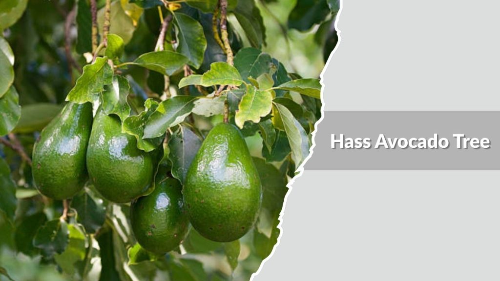 Hass Avocado Tree
