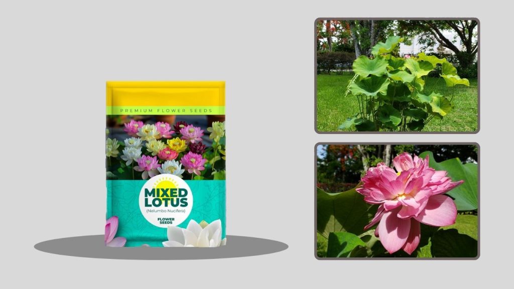 Lotus Flower Seeds for Home Planting (Mixed Pink & Red)