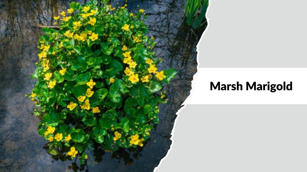 Marsh Marigold
