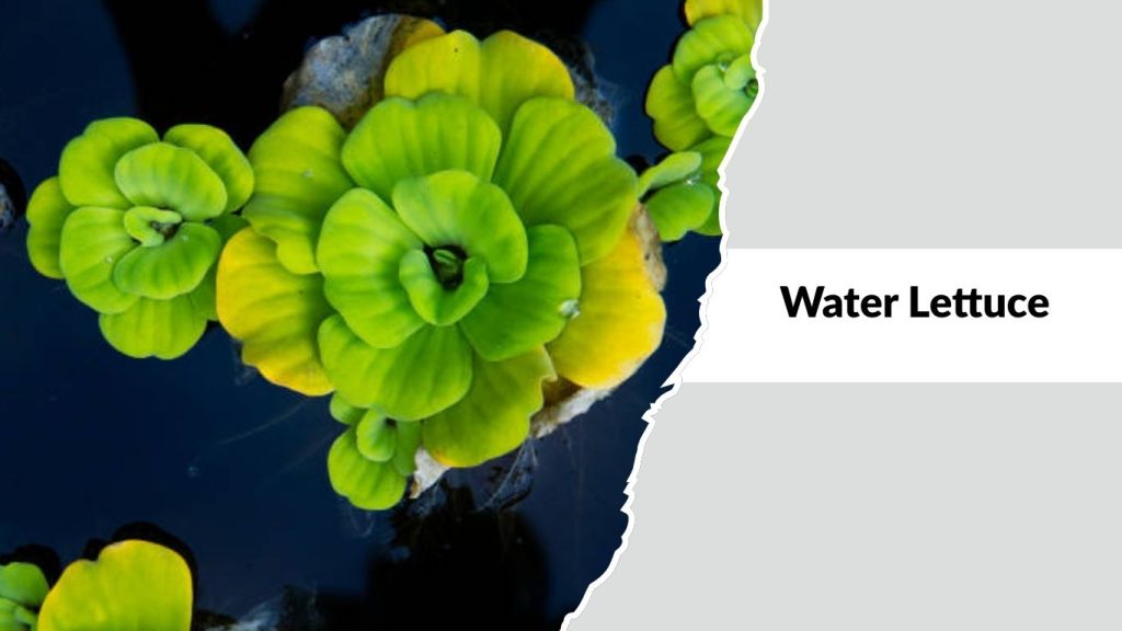 Water Lettuce