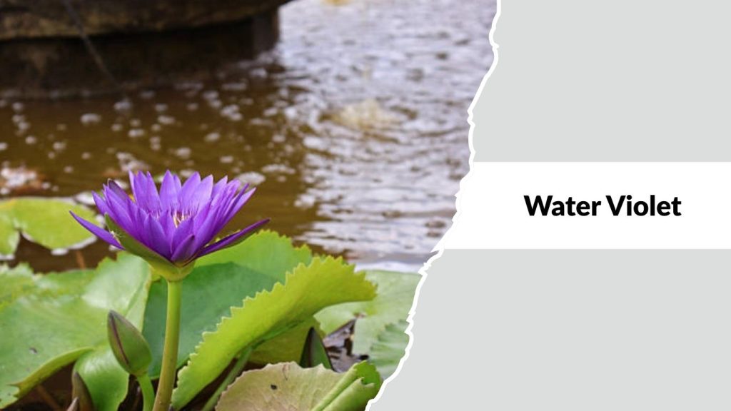 Water Violet