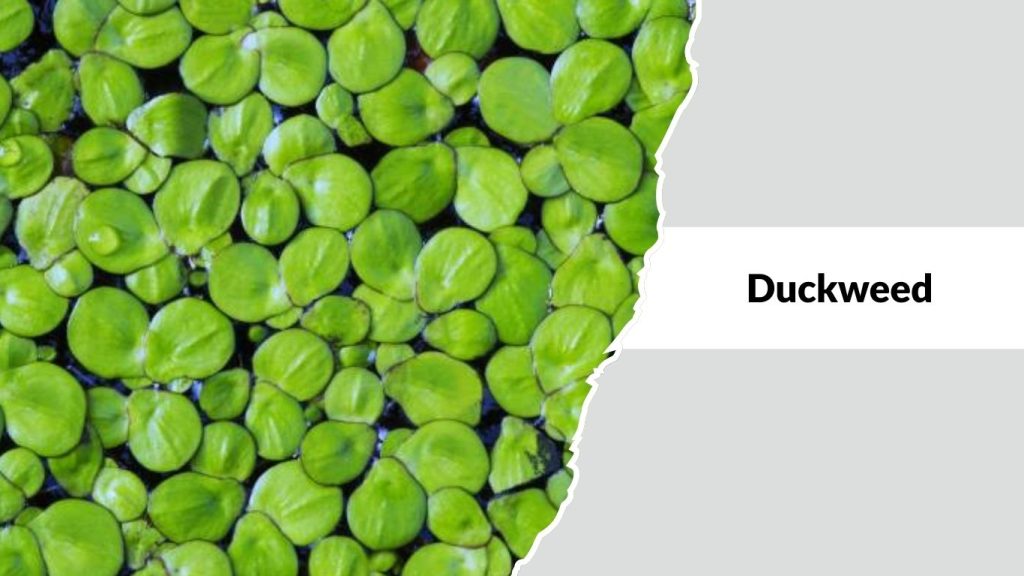 Duckweed
