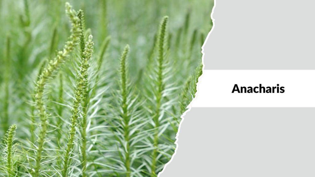 Anacharis