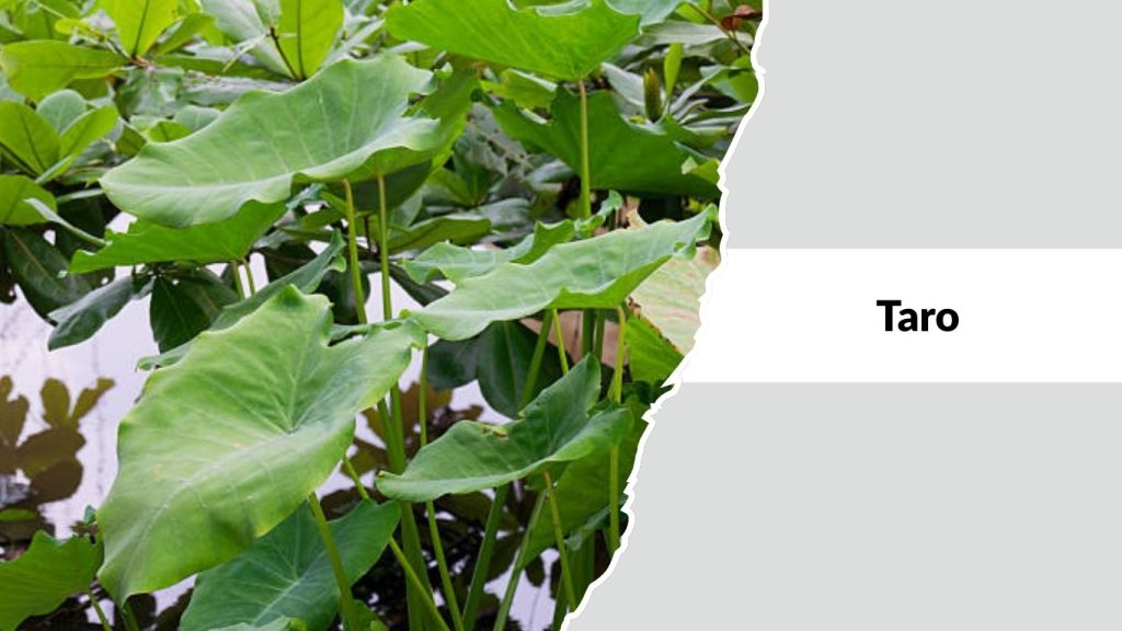 Taro
