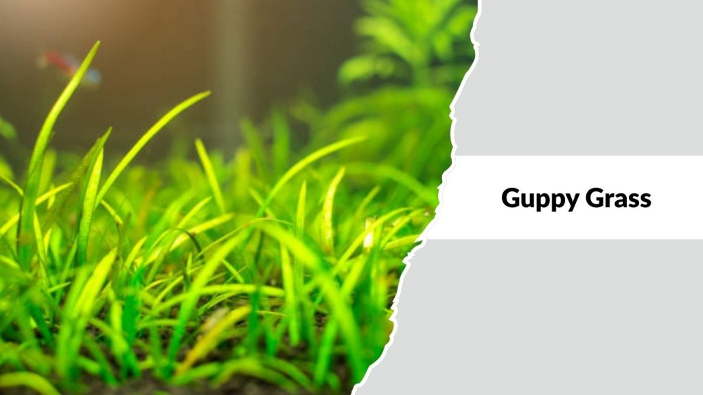 Guppy Grass