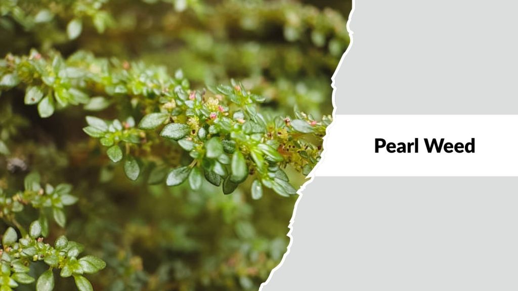 Pearl Weed
