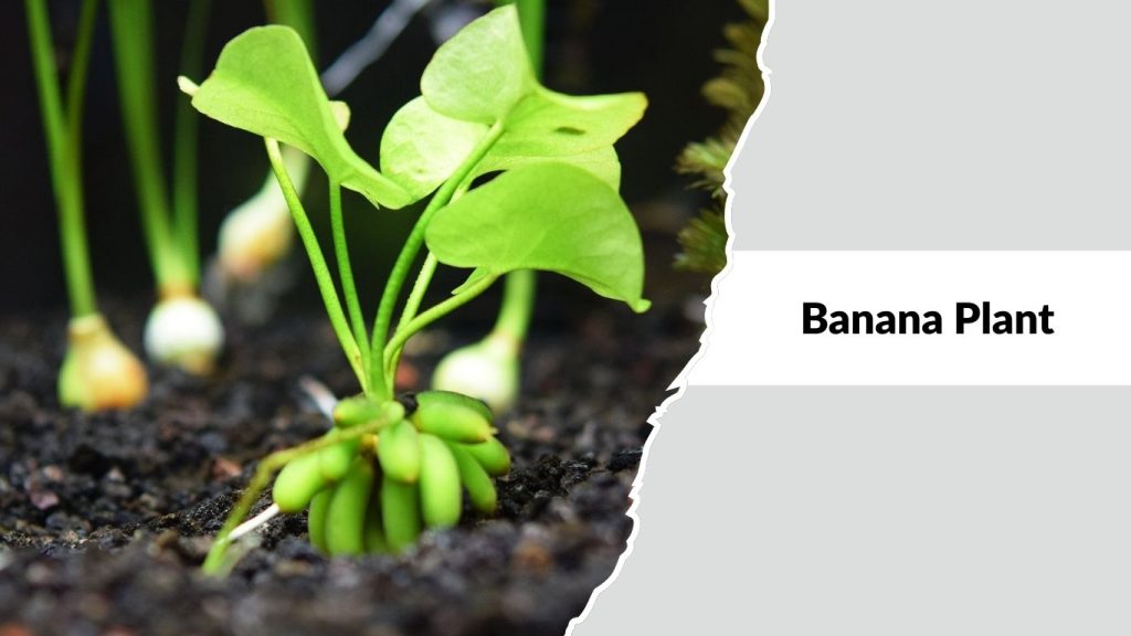 Banana Plant