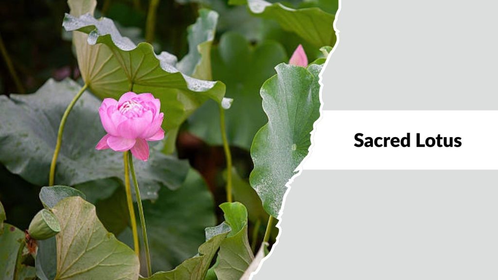 Sacred Lotus