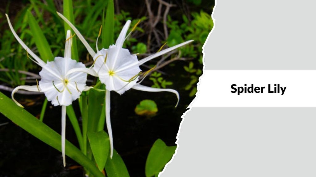 Spider Lily