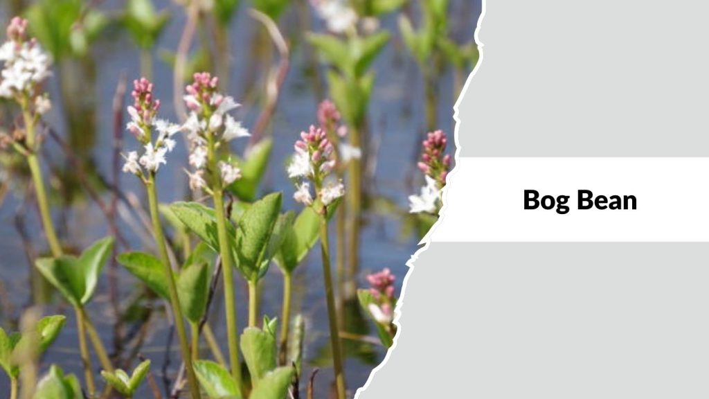 Bog Bean