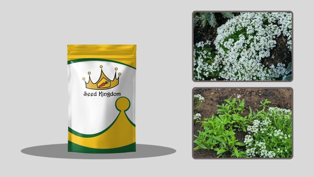  Perennial Wildflower Mix for Butterflies & Pollinators