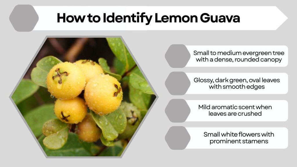 How to Identify Lemon Guava