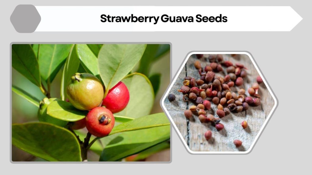Strawberry Guava Seeds