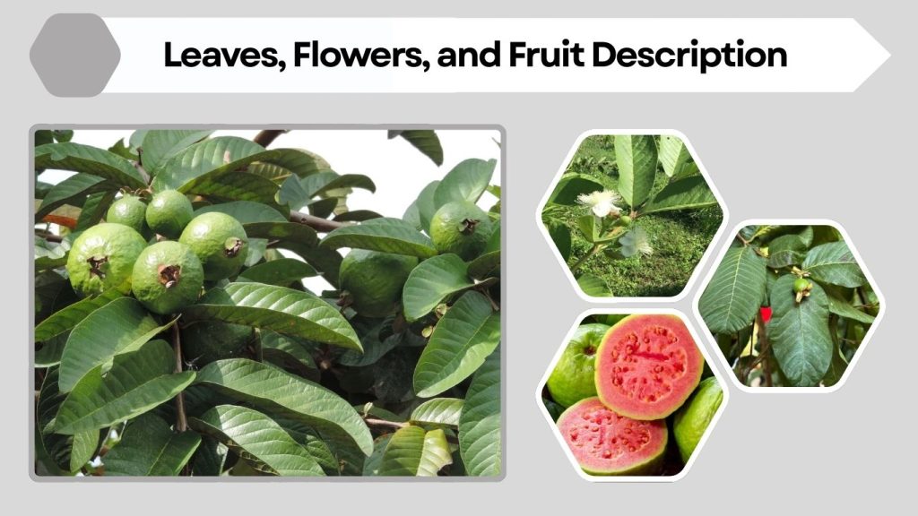 Leaves, Flowers, and Fruit Description