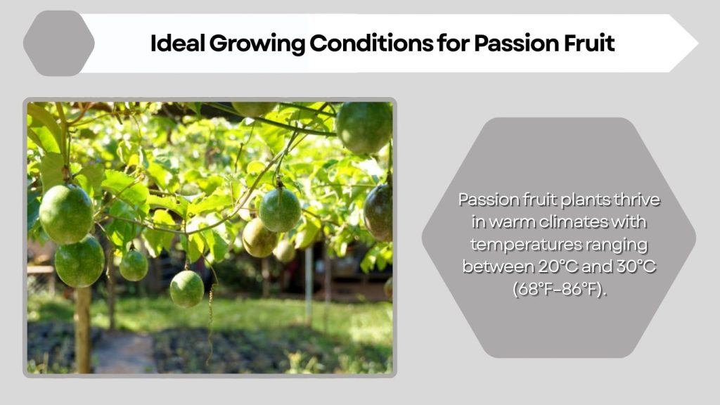 Ideal Growing Conditions for Passion Fruit