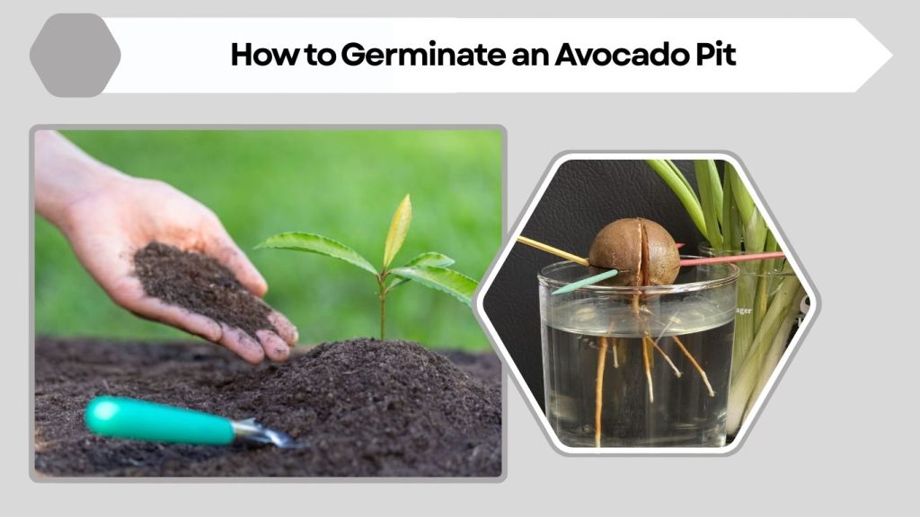 How to Germinate an Avocado Pit
