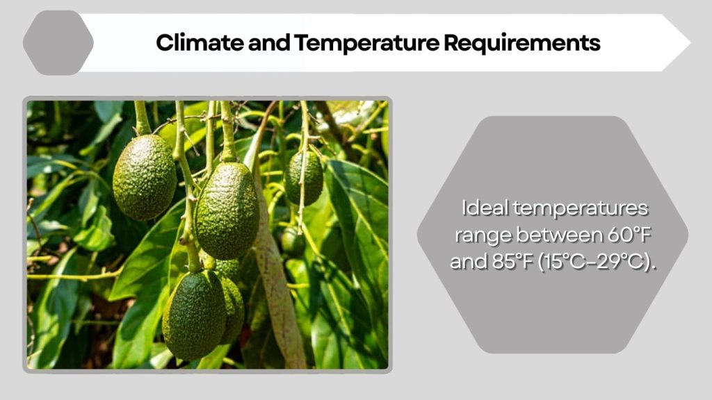 Climate and Temperature Requirements