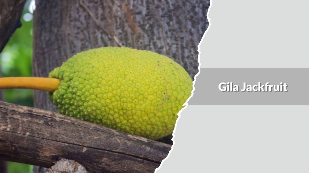 Gila Jackfruit