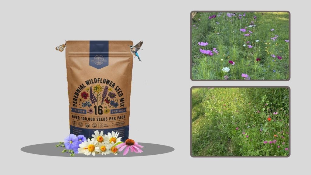 Organo Republic Perennial Wildflower Seeds Mix