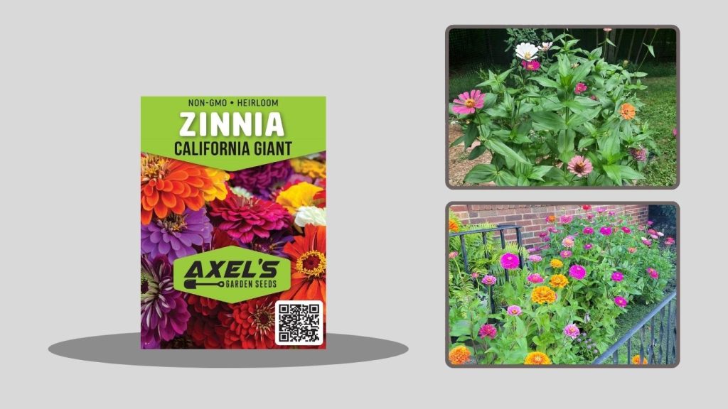 Wildflower Seed Mix for Butterflies & Hummingbirds