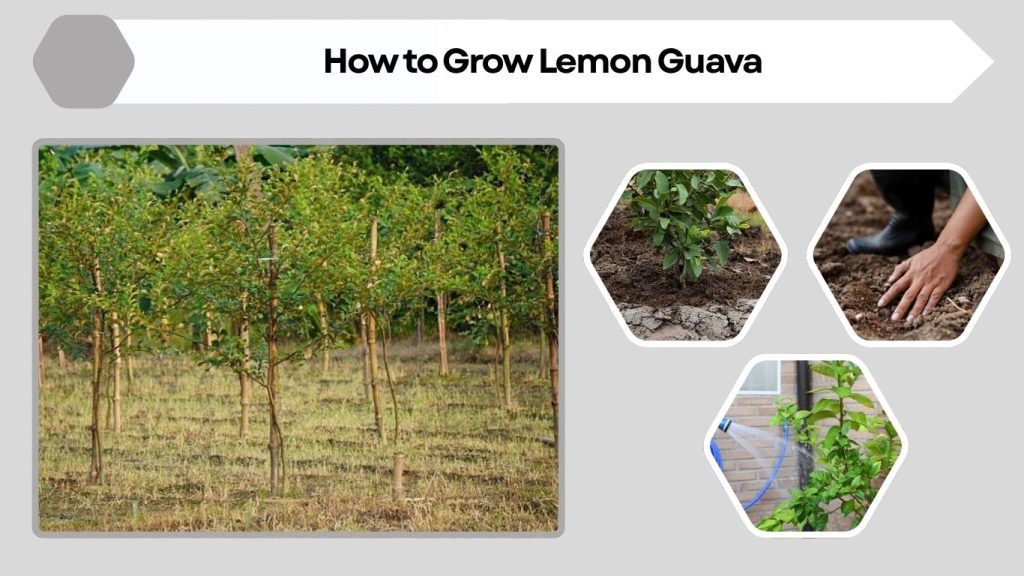 How to Grow Lemon Guava