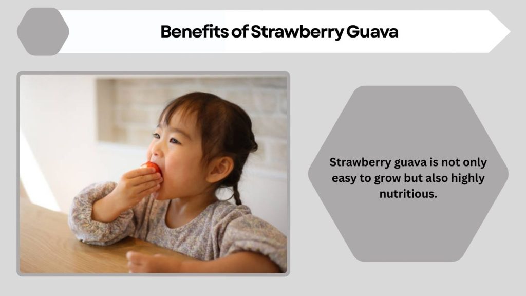Benefits of Strawberry Guava