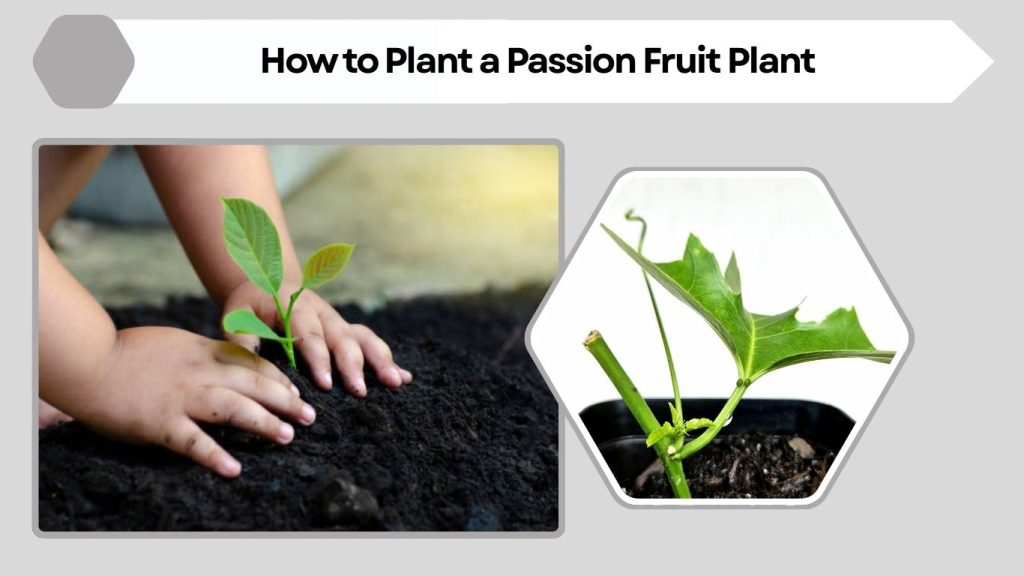 How to Plant a Passion Fruit Plant
