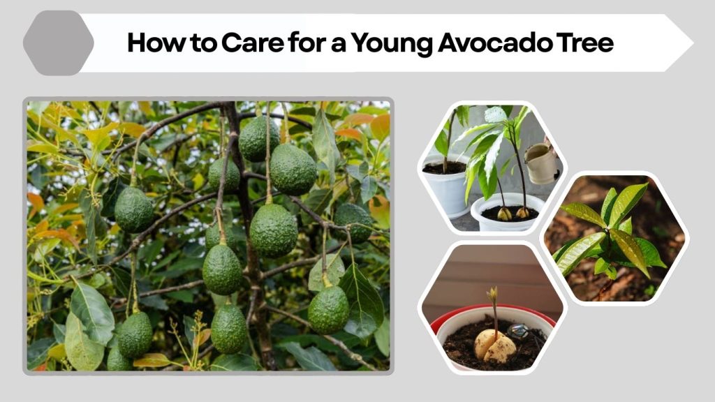 How to Care for a Young Avocado Tree