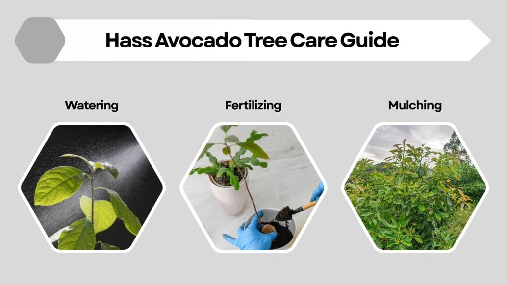 Hass Avocado Tree Care Guide