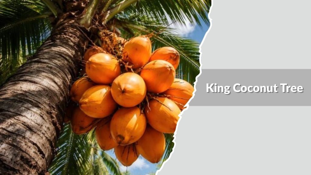 King Coconut Tree