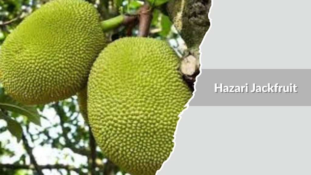 Hazari Jackfruit