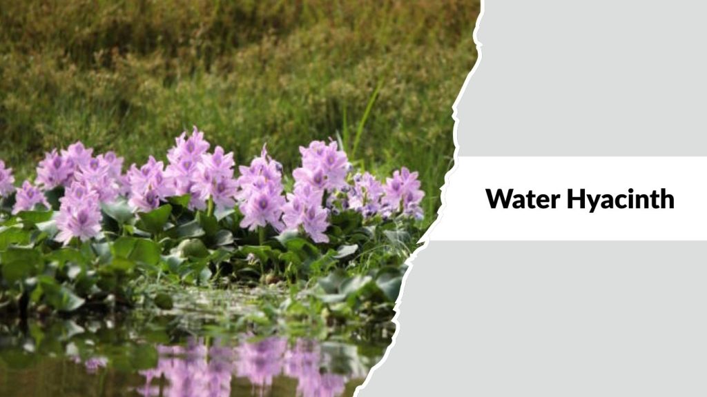 Water Hyacinth