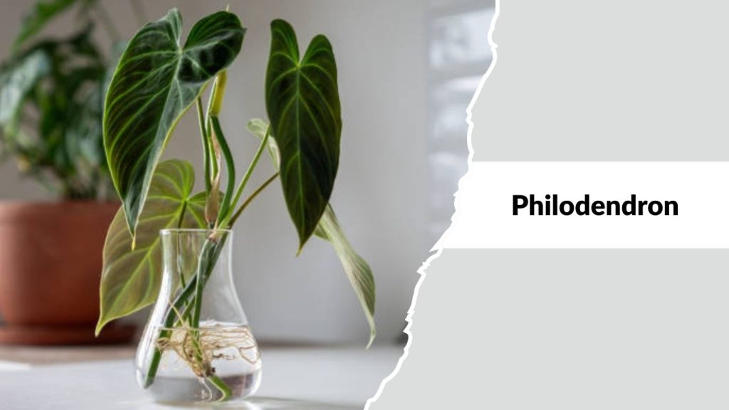 Philodendron