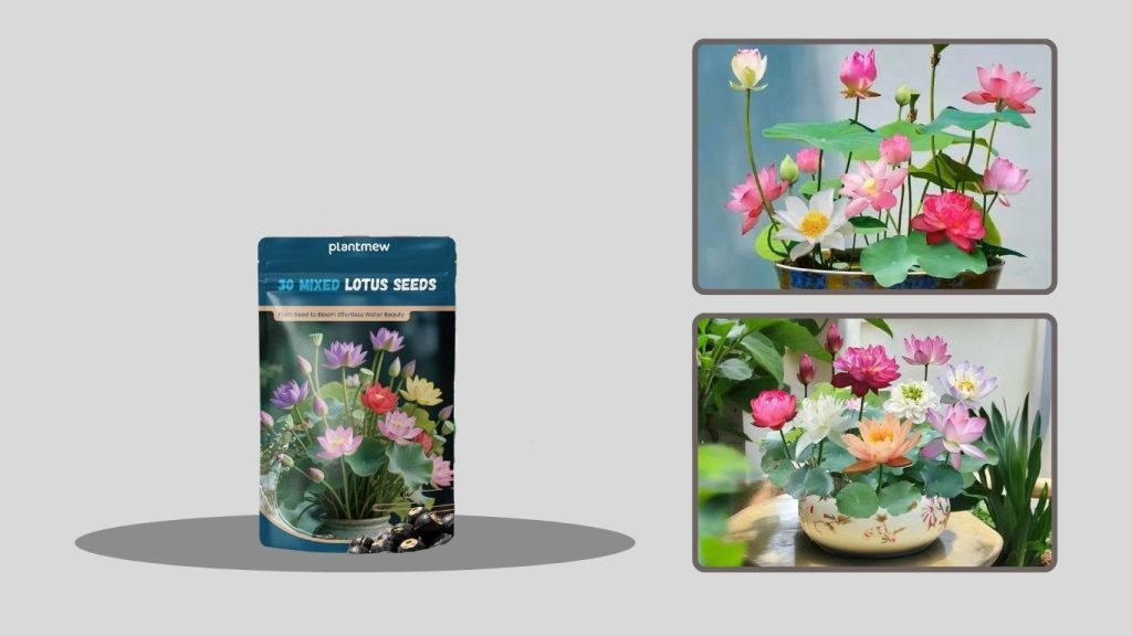 Indoor & Outdoor Aquatic Lotus Seeds (Non-GMO)