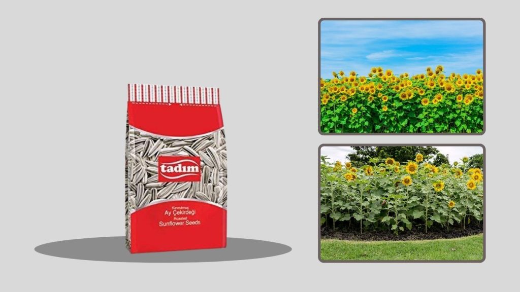 Heirloom Sunflower Seeds for Planting (With Instructions)