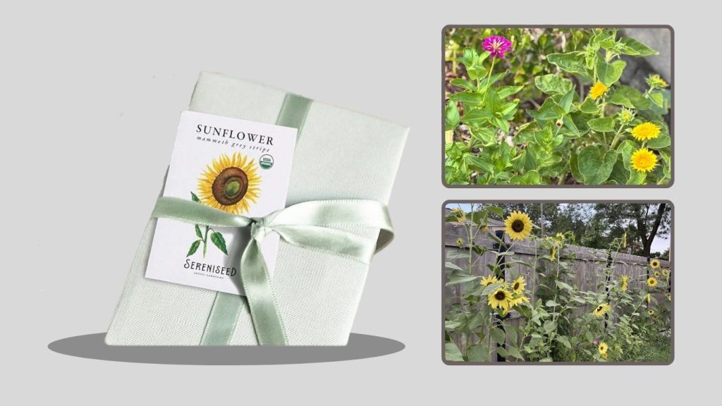 Sweet Yards Northeast Wildflower Seed Mix