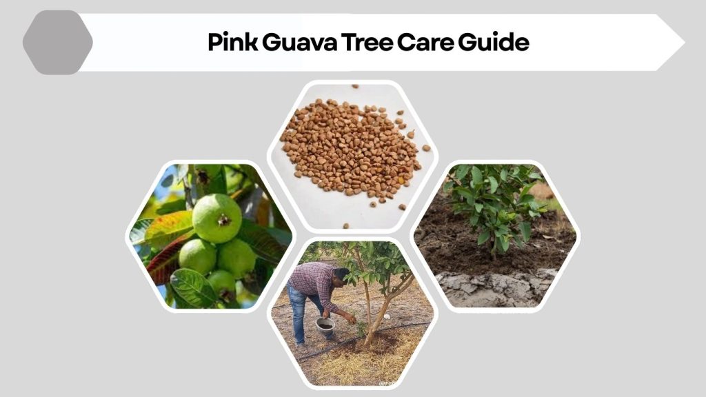 Pink Guava Tree Care Guide