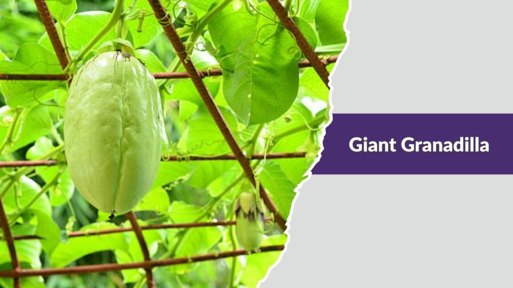 Giant Granadilla