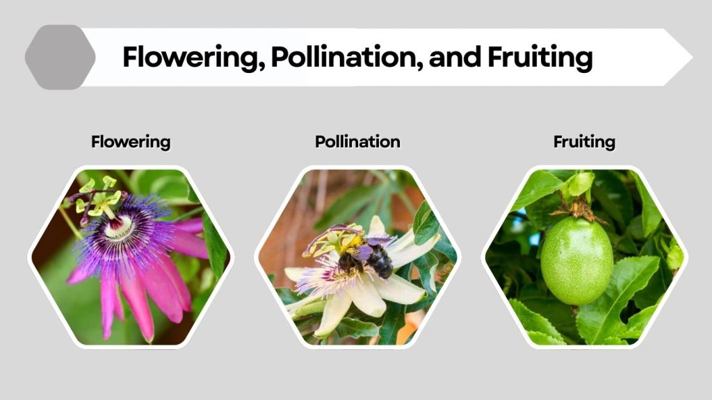 Flowering, Pollination, and Fruiting
