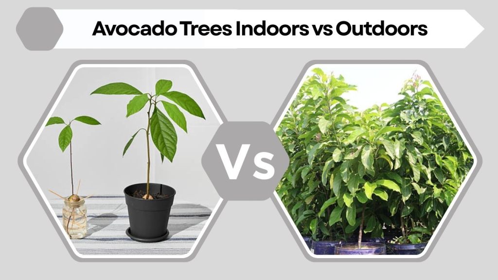 Growing Avocado Trees Indoors vs Outdoors