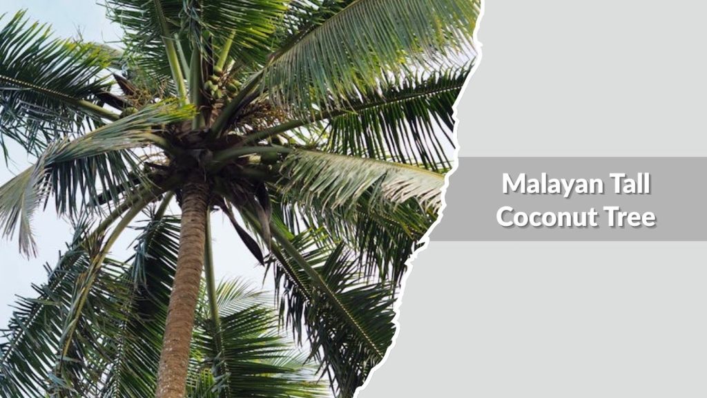 Malayan Tall Coconut Tree