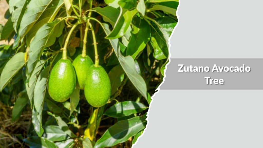 Zutano Avocado Tree