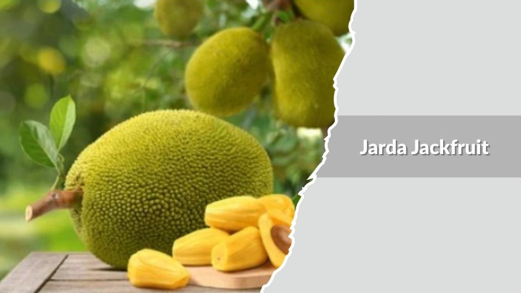 Jarda Jackfruit